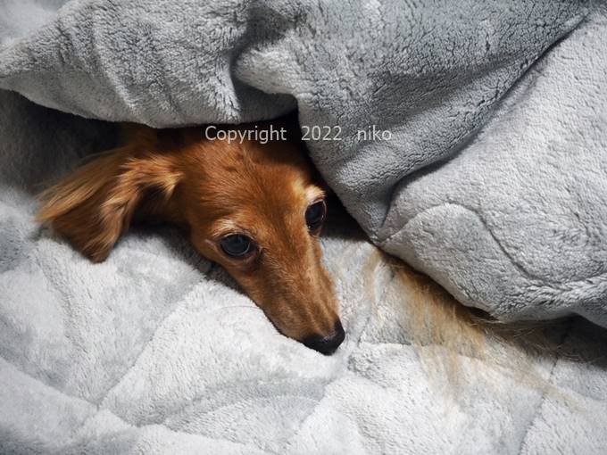 ひな暖ぬくぬくセット　ひな暖毛布　ひな暖敷きパッド　ペット　犬